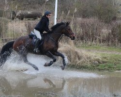 Springpferd Loupiac (Dänisches Warmblut, 2004, von de Noir 3)