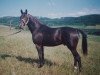stallion Almhirt Chlumecký (Czech Warmblood, 1987, from Almhirt týnský)