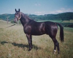 Deckhengst Almhirt Chlumecký (Tschechisches Warmblut, 1987, von Almhirt týnský)