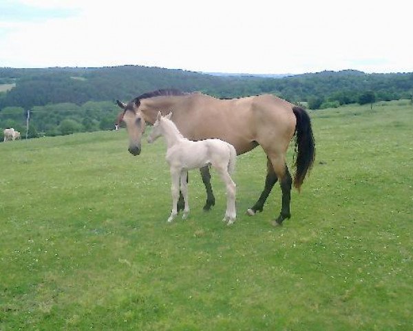 broodmare Glen My Lady (Czech Warmblood, 2010, from Almhirt Chlumecký)