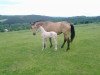 broodmare Glen My Lady (Czech Warmblood, 2010, from Almhirt Chlumecký)