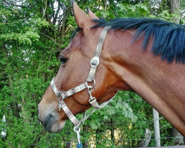 jumper Winora 25 (German Sport Horse, 2008, from Lipsius)