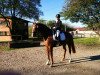 dressage horse Bella Diva 2 (Hanoverian, 2011, from Belissimo NRW)