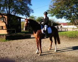 dressage horse Bella Diva 2 (Hanoverian, 2011, from Belissimo NRW)