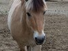 dressage horse Amber 120 (Fjord Horse, 1999, from Knud)