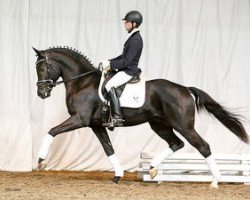 stallion Royal Classic III (Hanoverian, 2013, from Royal Highness)