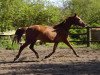 broodmare Donauehre E (Trakehner, 2010, from Mendelsohn)