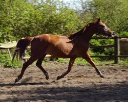 Dressurpferd Donauehre E (Trakehner, 2010, von Mendelsohn)