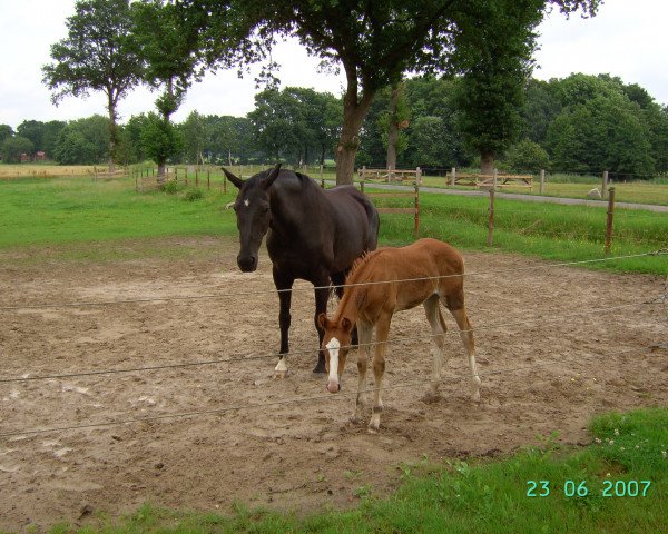 Zuchtstute Dream Dorry (Oldenburger, 1996, von Dream of Glory)