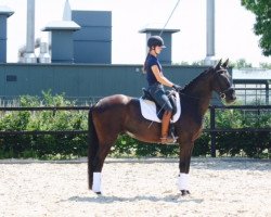 dressage horse Gliremo (KWPN (Royal Dutch Sporthorse), 2011, from San Remo)