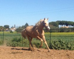 horse Fuente de utrera (Lusitano, 2013)