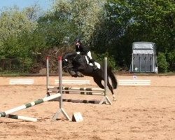 dressage horse Visconti's Dream (German Riding Pony, 2007, from Visconti)