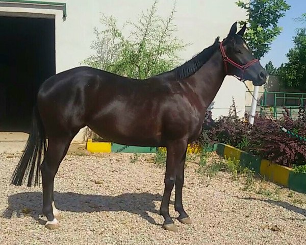 broodmare My de la Pomme Z (KWPN (Royal Dutch Sporthorse), 2011, from Gaillard de La Pomme)