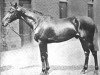 stallion Gorgos xx (Thoroughbred, 1903, from Ladas xx)