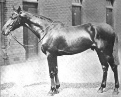 stallion Gorgos xx (Thoroughbred, 1903, from Ladas xx)