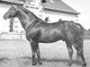 stallion Galopin VI xx (Thoroughbred, 1952, from Tango xx)