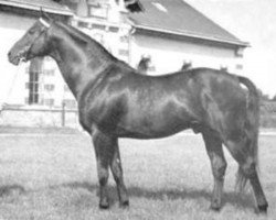 stallion Galopin VI xx (Thoroughbred, 1952, from Tango xx)