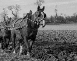 broodmare Kavala (Selle Français, 1954, from Ecossais)