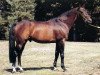 stallion Echo de Thurin (Selle Français, 1970, from Tigre Rouge)