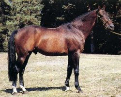 stallion Echo de Thurin (Selle Français, 1970, from Tigre Rouge)