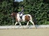 dressage horse Speedy Gonzales 53 (Bavarian, 2005, from Samenco I B)