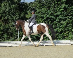 dressage horse Speedy Gonzales 53 (Bavarian, 2005, from Samenco I B)