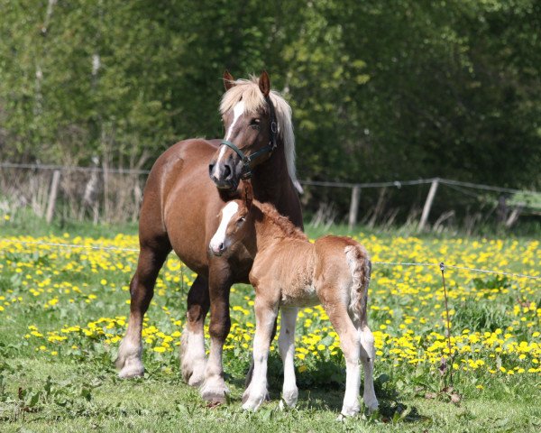 broodmare Woge (Schleswig Heavy Draft, 2004, from Sirios)