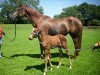 broodmare Londina (Hanoverian, 2004, from Londonderry)