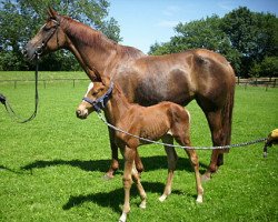 broodmare Londina (Hanoverian, 2004, from Londonderry)