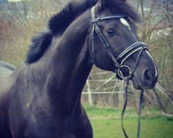 dressage horse Conrado 6 (German Warmblood, 2007, from Cabaret)