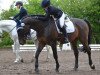 dressage horse Max 3949 (Polish Warmblood, 2009)