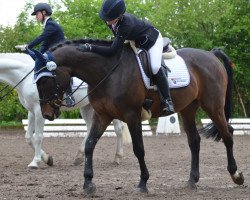 dressage horse Max 3949 (Polish Warmblood, 2009)