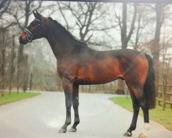 jumper Captain Sharky (Oldenburg show jumper, 2013, from Ecl Corvo)