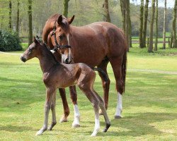 broodmare Clementine 54 (Westphalian, 2012, from Cennin)