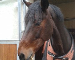 dressage horse Leolo 4 (Rhinelander, 2005, from Lord Loxley I)