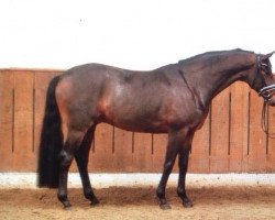 dressage horse Fürst Andreas (Oldenburg, 2010, from Fürstenball)