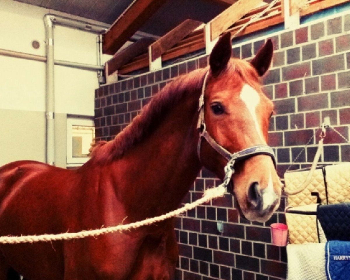 dressage horse Detroits Dispatcher (Oldenburg, 2010, from Detroit)