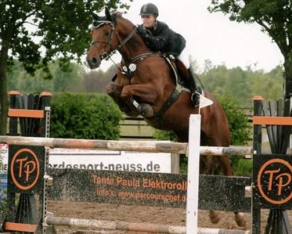 horse Gabbiano 5 (Hanoverian, 1991, from Grosso Z)