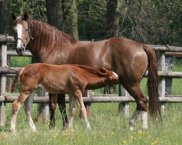 broodmare Green Sarah (Sella Italiano, 1994, from Le Tôt de Semilly)