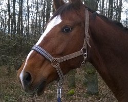 dressage horse Domenica Gold (Hanoverian, 2007)