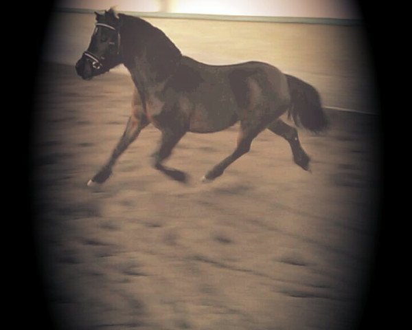 Pferd Bella (Welsh Pony (Sek.B), 2012)