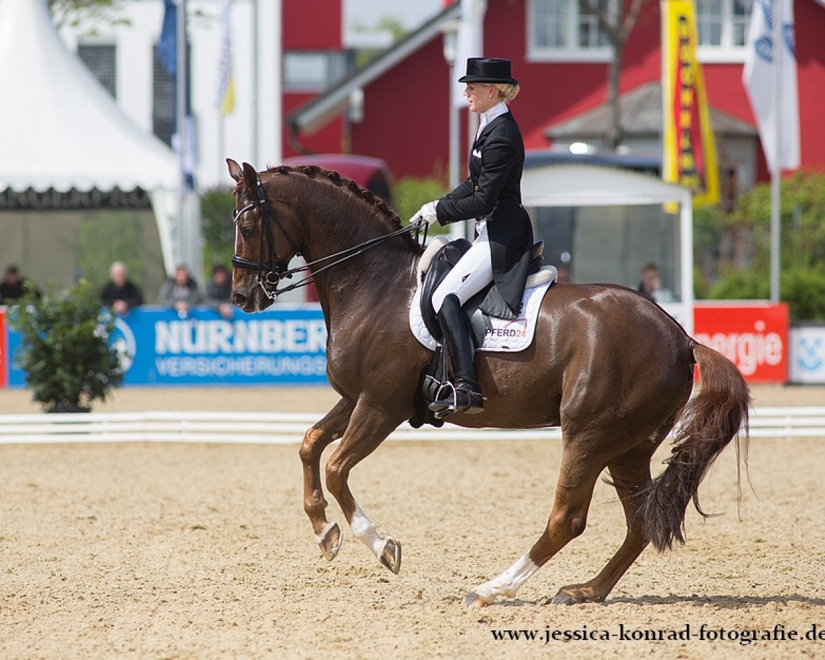 stallion Fuerstano (Hanoverian, 2005, from Fürst Heinrich)