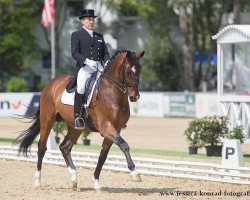 stallion Bertoli W (Westphalian, 2002, from Breitling W)