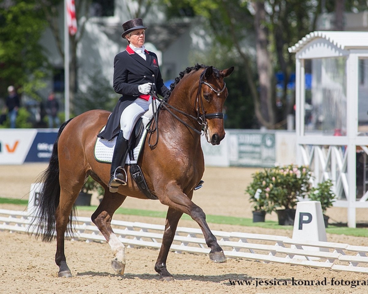 dressage horse Dandelion OLD (Oldenburg, 2002, from De Niro)