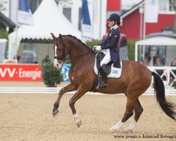 dressage horse Isac 3 (Swedish Warmblood, 2005, from Hip Hop)