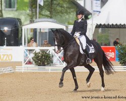 dressage horse Wyvern (KWPN (Royal Dutch Sporthorse), 2003, from Rhodium)