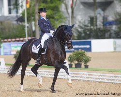 dressage horse Skovlunds Gamin G (Danish Warmblood, 2006, from Gagarin)