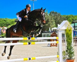 stallion Cafe Junior (Oldenburg show jumper, 2005, from Cafe au lait 2)