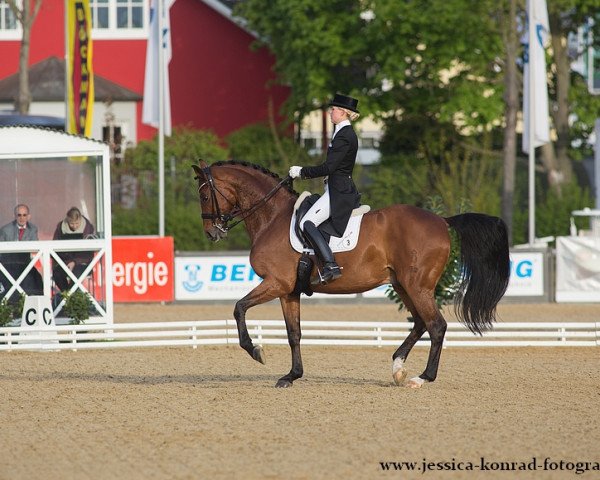 stallion Sieger Hit (Oldenburg, 2005, from Sandro Hit)