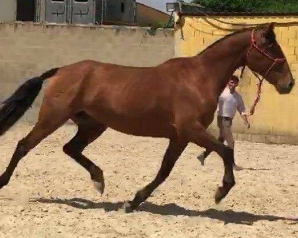 broodmare DEBORA (Pura Raza Espanola (PRE), 2006)